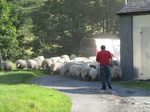 SX28578 Farmer herding sheep.jpg